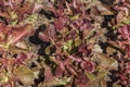 Fresh red leaf lettuce organic vegetable Royalty Free Stock Photo