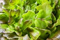Fresh red lettuce Bush Oak leaves. Close up. Green background Royalty Free Stock Photo
