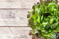 Fresh red lettuce Bush Oak leaves on a wooden table. Copy space Royalty Free Stock Photo