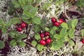 Fresh red lingonberries in moss. Royalty Free Stock Photo