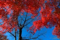 Fresh red maple leaves The blue sky is the background. Royalty Free Stock Photo