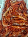 Fresh red mediterranean shrimps in a box at fish market Royalty Free Stock Photo