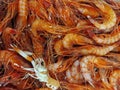 Fresh red mediterranean shrimps in a box at fish market Royalty Free Stock Photo