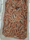 Fresh red mediterranean shrimps in a box at fish market Royalty Free Stock Photo