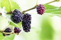 Fresh red mulberry on the tree in the garden Royalty Free Stock Photo