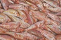 Fresh red mullet for sale on fish market Royalty Free Stock Photo