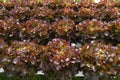 The Fresh red oak leaf lettuce vegetable prepared for making salad. Hydroponics vegetable Royalty Free Stock Photo