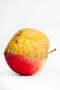 Fresh red and old yellow apple halves with staples on white background, Royalty Free Stock Photo