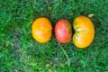 Fresh, red and orange organic tomatoes lined up in a row, on a deep green grass, in higher part of the photo with a lot of Royalty Free Stock Photo