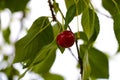 Fresh red organic acerola cherry fruit hang on the tree with blur background. Healthy and high vitamin c fruit, food for health Royalty Free Stock Photo