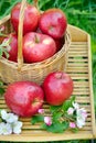 Fresh red organic apples in a wicker basket in the garden. Picnic on the grass. Ripe apples and apple blossoms Royalty Free Stock Photo