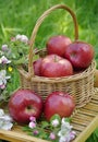 Fresh red organic apples in a wicker basket in the garden. Picnic on the grass. Ripe apples and apple blossoms. Royalty Free Stock Photo