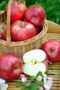 Fresh red organic apples in a wicker basket in the garden. Picnic on the grass. Ripe apples and apple blossoms. close up Royalty Free Stock Photo