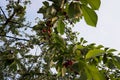 Fresh red organic cherries fruit on branch in sunny summer morning Royalty Free Stock Photo