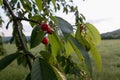 Fresh red organic cherries fruit on branch in sunny summer morning Royalty Free Stock Photo