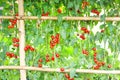 Fresh red organic tomatoes hanging on tree in vegetables farm Royalty Free Stock Photo