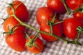 Fresh red organic tomatoes on vine Royalty Free Stock Photo