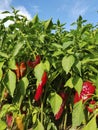 Fresh red peppers on blue sky on green plant Royalty Free Stock Photo