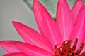 Fresh red petal of water lily flower Royalty Free Stock Photo