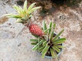 Fresh red pineapple, pineapple plant, and young pineapple. Royalty Free Stock Photo