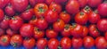 Fresh red plump tomatoes from a garden Royalty Free Stock Photo