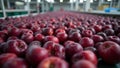 Fresh red plums on production line under soft light