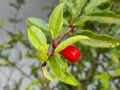 A fresh red pomegranate flower with its wet leaves Royalty Free Stock Photo