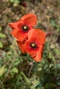 Fresh red poppy anemone flowers Royalty Free Stock Photo