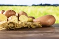 Fresh red potato francelina with field behind Royalty Free Stock Photo