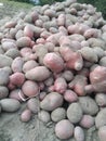 fresh red potatos Royalty Free Stock Photo