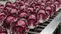Fresh red radicchio heads on metallic conveyor belt Royalty Free Stock Photo