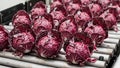 Fresh red radicchio heads on metallic conveyor belt Royalty Free Stock Photo