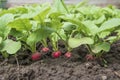 Fresh red radish on the garden bed Royalty Free Stock Photo