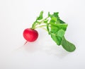 Fresh radish with fresh green leaves isolated on a white background