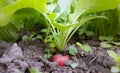 Fresh red radish growing on the soil in the garden Royalty Free Stock Photo