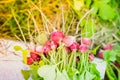 Fresh red radish from home garden close up Royalty Free Stock Photo