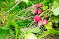 Fresh red radish from home garden close up Royalty Free Stock Photo
