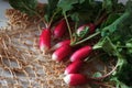 Fresh red radish and knitted bag for products. Growing organic vegetables. A bunch of raw fresh radishes on a dark background Royalty Free Stock Photo