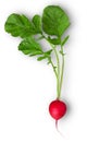 Fresh red radish with leaf isolated on white Royalty Free Stock Photo