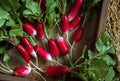 Fresh red radish on old wooden table. Growing organic vegetables. A bunch of raw fresh radishes on dark boards ready to eat. Raw Royalty Free Stock Photo