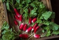 Fresh red radish on old wooden table. Growing organic vegetables. A bunch of raw fresh radishes on dark boards ready to eat. Raw Royalty Free Stock Photo