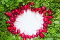 Fresh red radish on white background