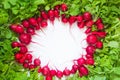 Fresh red radish on white background