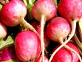 Fresh red radishes