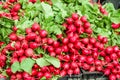 Fresh red radishes displayed at a market Royalty Free Stock Photo