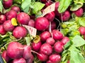 Fresh red radishes in a market display Royalty Free Stock Photo