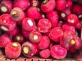 Fresh red radishes on the market stall Royalty Free Stock Photo