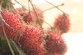 Photo of Red Rambutan Fruit with Blurred Background Royalty Free Stock Photo