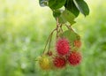 Fresh red rambutan fruits hanging on tree in summer of Thailand, tropical fruit sweet taste on green background Royalty Free Stock Photo