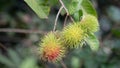 Fresh red rambutan fruits hanging on tree in summer of Thailand, tropical fruit sweet taste on green background Royalty Free Stock Photo